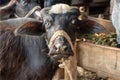 Head shot of the young buffalo