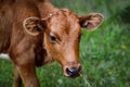 Portrait of a young bull eats grass Royalty Free Stock Photo