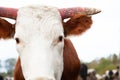 Portrait of a young bull in the pasture.