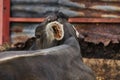 Portrait of a young bull posing inside a corral Royalty Free Stock Photo