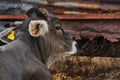 Portrait of a young bull posing inside a corral Royalty Free Stock Photo