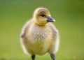 Portrait of Young Canada Gosling Royalty Free Stock Photo