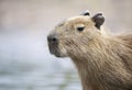 Portrait of a young Capybara against clear background