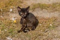 Portrait of young cat horrifying the poultry-yard Royalty Free Stock Photo