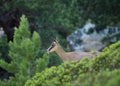 Portrait Of Young Chamois Royalty Free Stock Photo