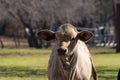 Portrait of a young Charolais calf in a ranch meadow