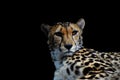 Portrait of a young Cheetah isolated in black background taken in Kruger national park South Africa during safari Royalty Free Stock Photo