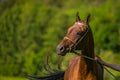 Portrait of young chestnut stallion of Akhal teke breed Royalty Free Stock Photo