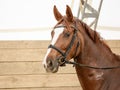 Young chestnut trakehner horse in bridle during training