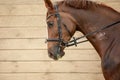 Young chestnut trakehner horse in bridle during training