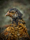 Portrait of young chickens. Royalty Free Stock Photo