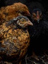 Portrait of young chickens. Royalty Free Stock Photo