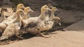 Portrait of young chickens. Several ducklings went for a walk. Smile and joy on the face of the animal Royalty Free Stock Photo