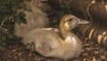 Portrait of young chickens. Several ducklings went for a walk. Smile and joy on the face of the animal Royalty Free Stock Photo