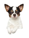 Portrait of a young Chihuahua dog above banner