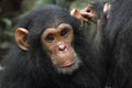 Portrait of a young chimpanzee