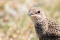 Portrait of Young Collared Pratincole Glareola pratincola. Close up