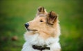 Portrait of young Collie dog Royalty Free Stock Photo