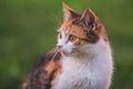 Portrait of young colorful cat