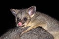 Portrait of a Young Brushtail Possum