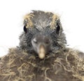 Portrait of Young Common Wood Pigeon Royalty Free Stock Photo