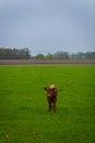 Portrait of young cow cattle standing on grass pasture in rain weather Royalty Free Stock Photo