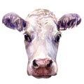 Portrait of young cow head isolated, watercolor illustration on white Royalty Free Stock Photo