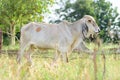 Young cow is walking in a field Royalty Free Stock Photo