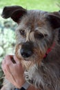 Faithful looking mixed breed schnauzer dog