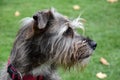 Faithful looking mixed breed schnauzer dog