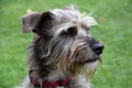 Faithful looking mixed breed schnauzer dog