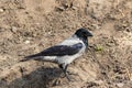 Portrait of a young crow on a background of an earthen slope. Close-up. Warm summer day in the park. Wild nature. Royalty Free Stock Photo