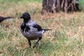 Portrait of a young crow on a blurry background. City birds. Royalty Free Stock Photo