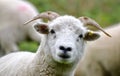 Portrait of a young, curious sheep. Dartmoor, UK.