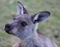 Portrait of young cute australian Kangaroo with big bright brown eyes. Australia Royalty Free Stock Photo