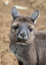 Portrait of young cute australian Kangaroo with big bright brown eyes looking close-up at camera. Royalty Free Stock Photo