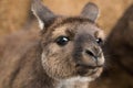 Portrait of young cute australian Kangaroo with big bright brown eyes looking close-up at camera. Royalty Free Stock Photo