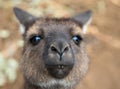 Portrait of young cute australian Kangaroo with big bright brown eyes looking close-up at camera. Royalty Free Stock Photo