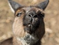 Portrait of young cute australian Kangaroo with big bright brown eyes looking close-up at camera. Royalty Free Stock Photo
