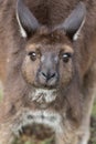 Portrait of young cute australian Kangaroo with big bright brown eyes looking close-up at camera. Royalty Free Stock Photo
