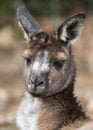 Portrait of young cute australian Kangaroo with big bright brown eyes looking close-up at camera. Royalty Free Stock Photo