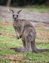 Portrait of young cute australian Kangaroo standing in the field and looking at the camera. Royalty Free Stock Photo