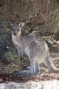 Portrait of young cute australian Kangaroo standing in the field and looking at the camera. Royalty Free Stock Photo