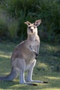 Portrait of young cute australian Kangaroo standing in the field and waiting. Joey Royalty Free Stock Photo