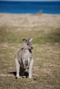 Portrait of young cute australian Kangaroo standing in the field and waiting. Joey. Sea background Royalty Free Stock Photo