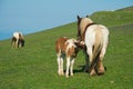 Portrait of young cute foal is drinking milk at the mothers in the Mount Subasio Royalty Free Stock Photo