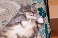 Portrait of young cute grey stripes angry cat with white paws