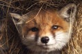 Portrait of a young cute puppy red ginger fox in the hay. The spring fox cub close-up Royalty Free Stock Photo