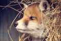 Portrait of a young cute puppy red ginger fox in the hay. The spring fox cub close-up Royalty Free Stock Photo