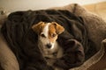 Portrait of young cute small dog sitting on his brown bed and looking at the camera. Indoors, daytime Royalty Free Stock Photo